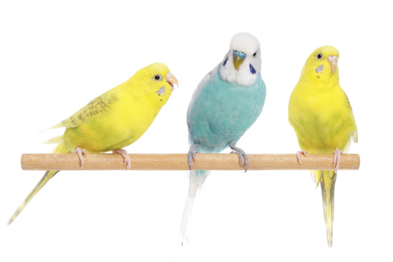 flydende angre Underholde Fugle tilbehør Alt i tilbehør til fugle