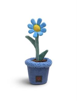 Pawtanic Garden Daisy