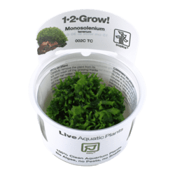 1-2-Grow. Monosolenium tenerum
