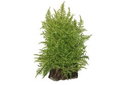 1-2-Grow Taxiphyllum alternans 'Taiwan'