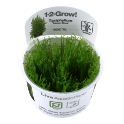 1-2-Grow Taxiphyllum alternans &#39;Taiwan&#39;