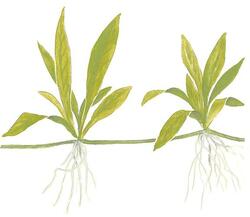 1-2-Grow. Helanthium bolivianum &#39;Quadricostatus&#39;