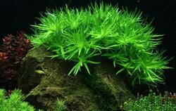1-2-Grow. Heteranthera zosterifolia