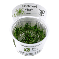 1-2-Grow. Littorella uniflora