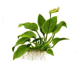 Anubias barteri nana 1-2-Grow