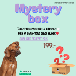 Mystery box til hund