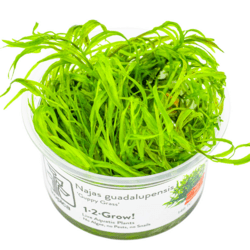 1-2 Grow Najas guadalupensis ‘Guppy Grass’