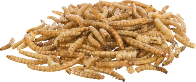 Tørrede Melorme 200g | Proteinrigt foder til fugle og Hamster