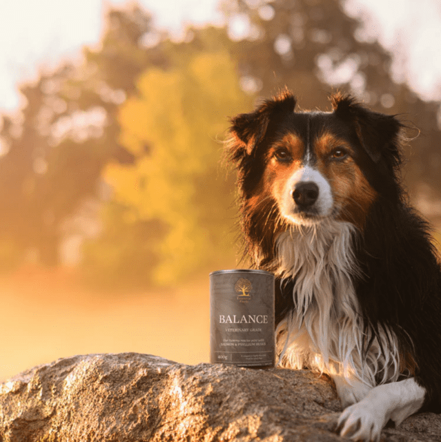 6 x Essential Foods Balance Pâté Skånsomt Vådfoder til Hunde 400g
