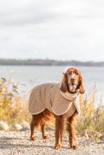 Trixie Minot Sherpa Hundedækken Med Teddyfor - Beige
