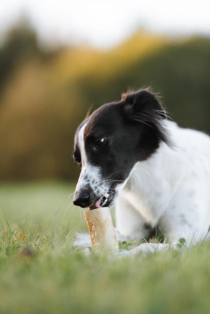 Essential Marrow Bone Delights Naturlige Oksemarvsben 3 stk.