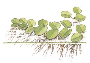 1-2-Grow. Salvinia auriculata (Flydeplante)