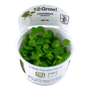 1-2-Grow. Limnobium laevigatum (Floating plant) (SOLD OUT)