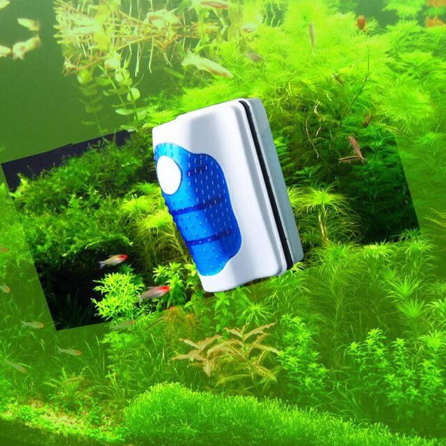 Algae magnet small (floating)