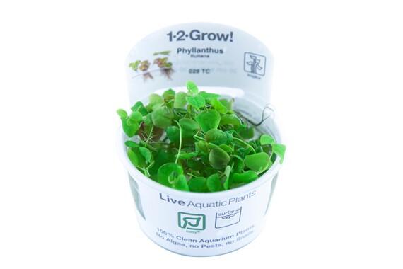 1-2-Grow. Phyllanthus fluitans (Floating plant)