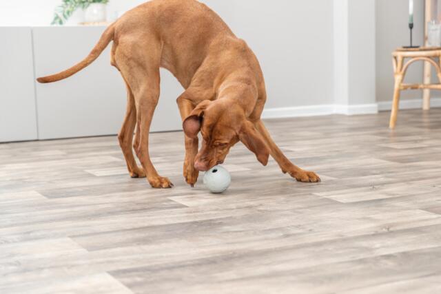 Snacky Naturgummi Foderbold 9 cm | Aktivitetslegetøj til hund