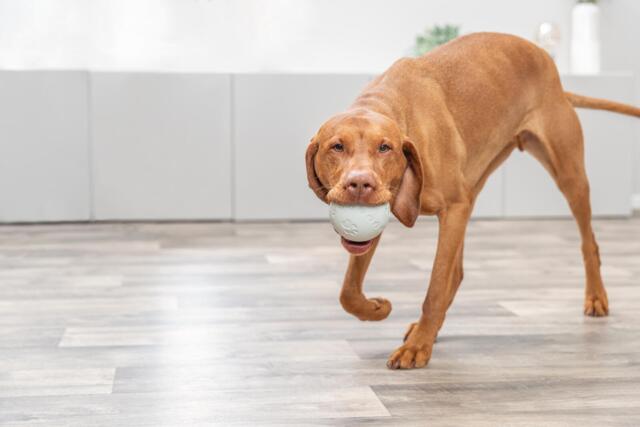 Snacky Naturgummi Foderbold 9 cm | Aktivitetslegetøj til hund