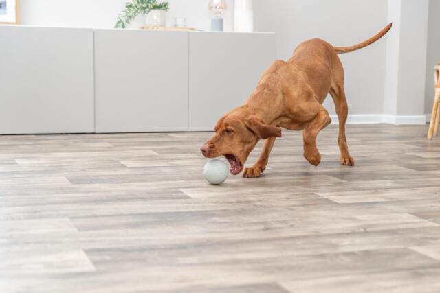 Snacky Naturgummi Foderbold 9 cm | Aktivitetslegetøj til hund