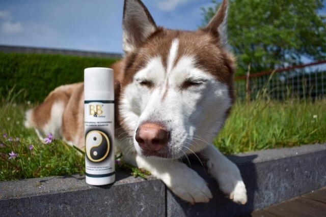 B&B Hundefrisørens professionelle Duo Carbon shampoo - Flere størrelser