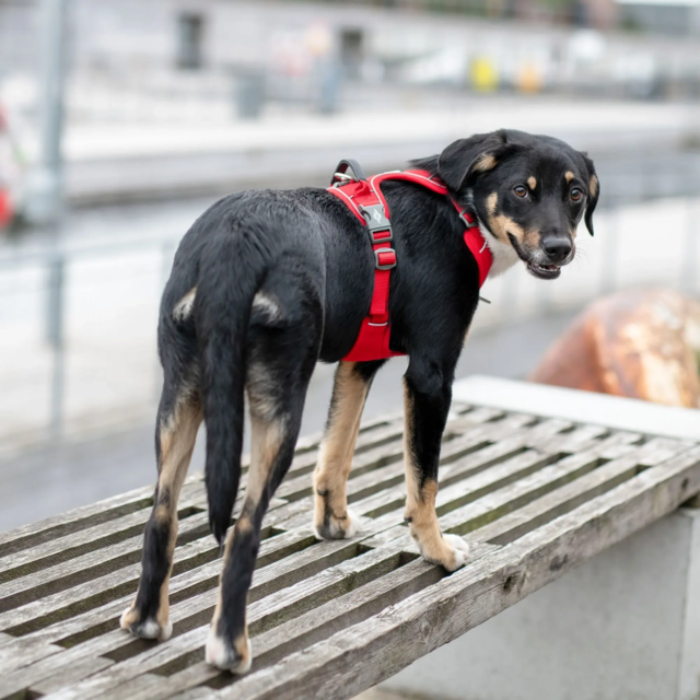 Dog Copenhagen Comfort Walk Pro Sele - Rød