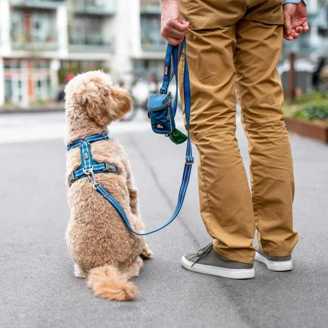 Dog Copenhagen Urban Freestyle Line - Ocean Blue