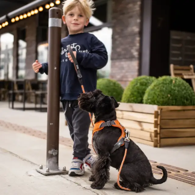 Dog Copenhagen Comfort Walk Pro Sele - Orange Sun