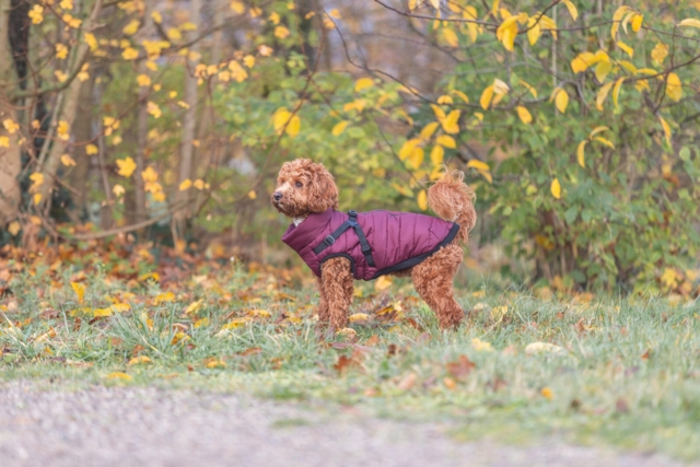 Trixie Pirou vinterjakke med hundesele - Sangria