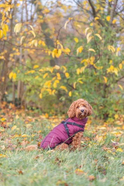 Trixie Pirou vinterjakke med hundesele - Sangria