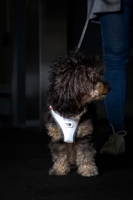 Curli Vest Clasp Glow hundesele