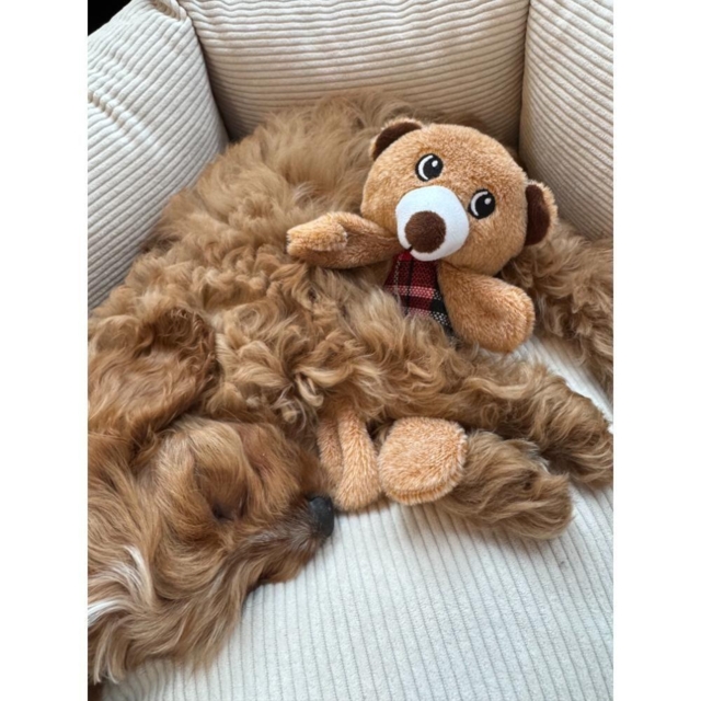 Nordic Paws Legetøj Knitre Bamse - 20cm