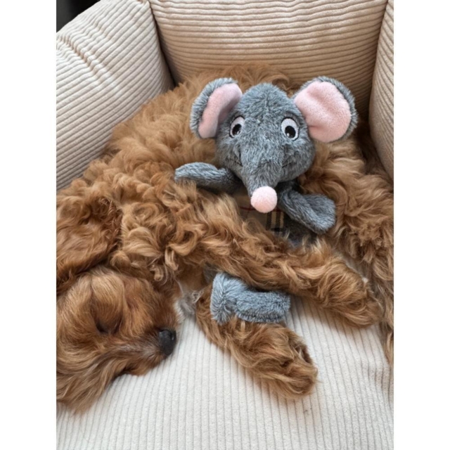 Nordic Paws Legetøj Knitre Mus - 20cm