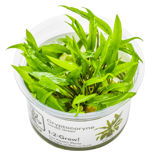 Cryptocoryne wendtii 'Green'