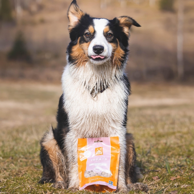 MUSH Frysetørrede Godbidder – Gris