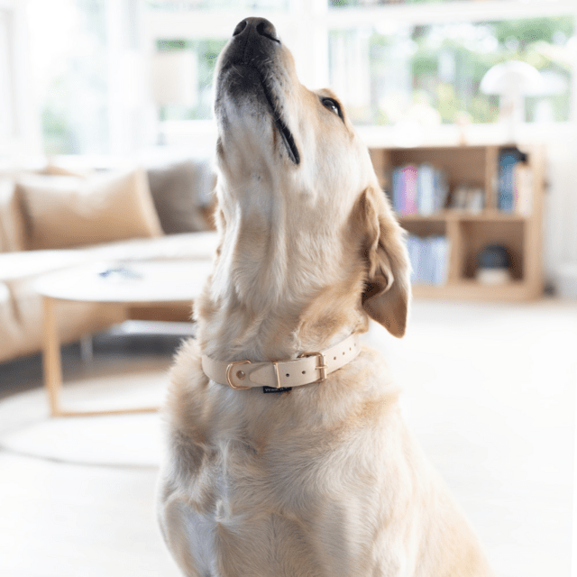 Walk'it Halsbånd Kernelæder/Rosaguld