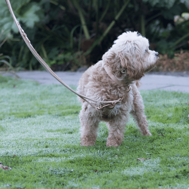 Walk'it Dressurline (justerbar) Kernelæder/Rosegold