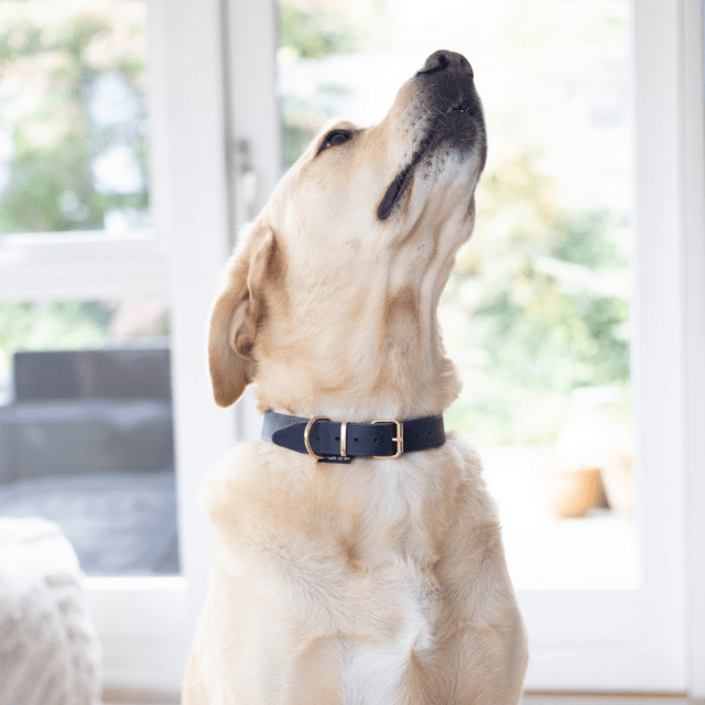 Walk'it Halsbånd Vintage Blå læder/Rosaguld