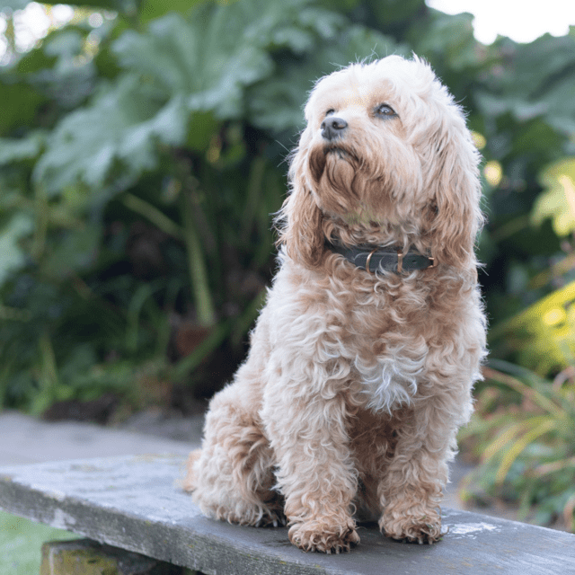 Walk'it Halsbånd Grå læder/Rosaguld