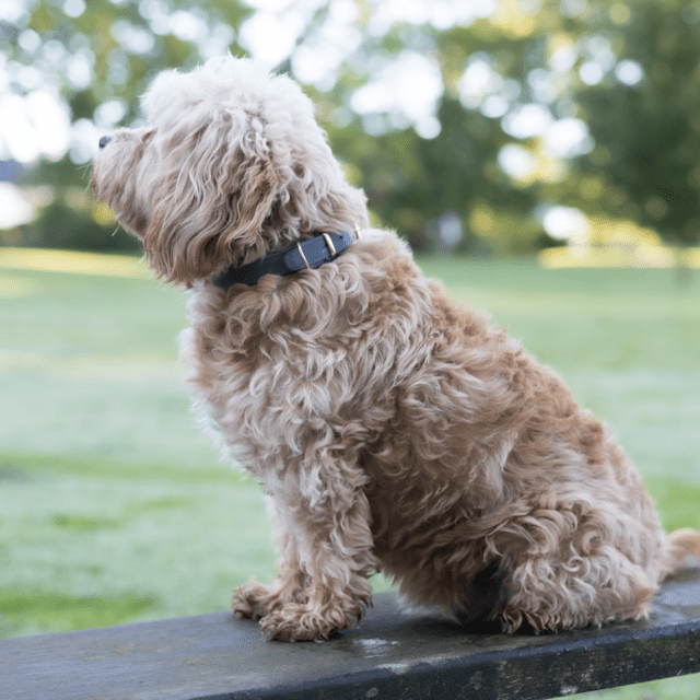 Walk'it Halsbånd Grå læder/Rosaguld
