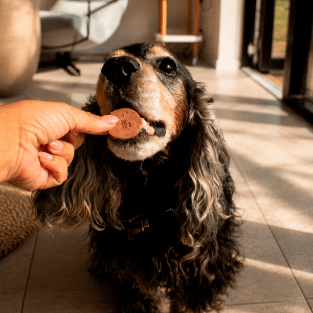 Feed'it & Treat Pure Turkey