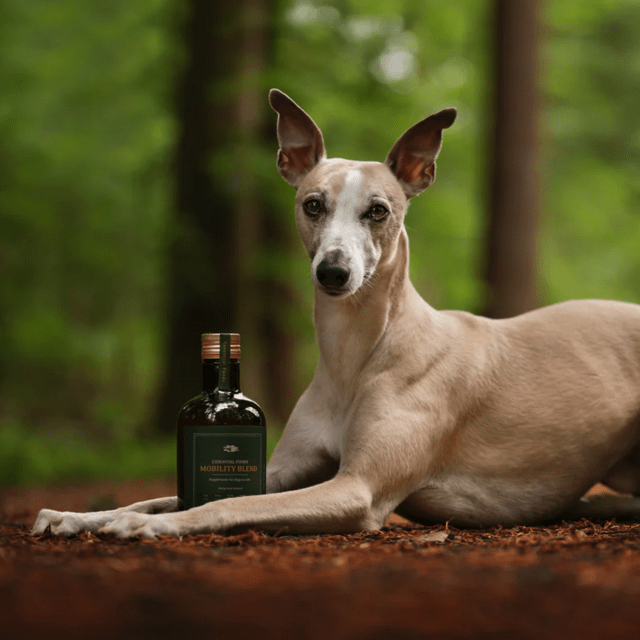 Essential the Mobility Blend – Ledstøtte med Kollagen & MSM (500 ml)