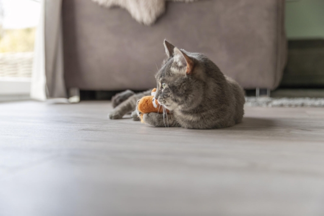 Trixie Drage med katteurt