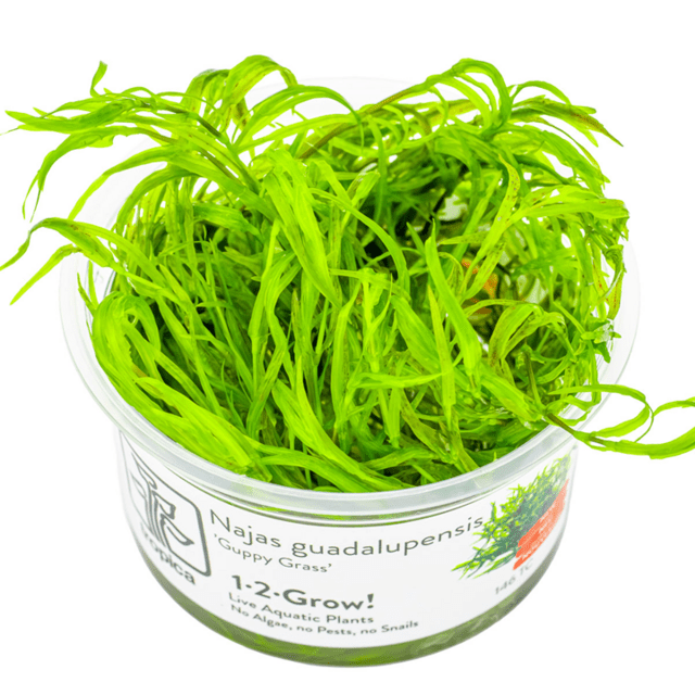 1-2 Grow Najas guadalupensis ‘Guppy Grass’