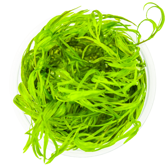 1-2 Grow Najas guadalupensis ‘Guppy Grass’