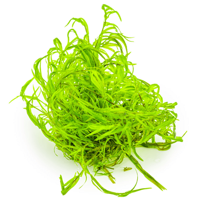 1-2 Grow Najas guadalupensis ‘Guppy Grass’