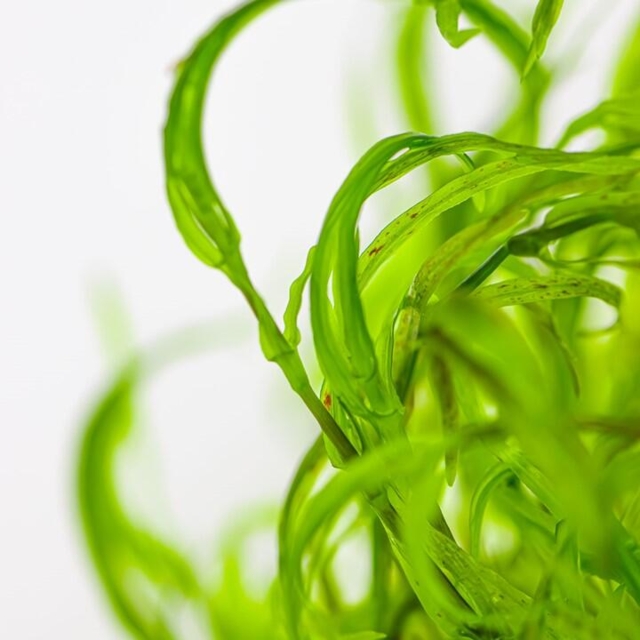 1-2 Grow Najas guadalupensis ‘Guppy Grass’