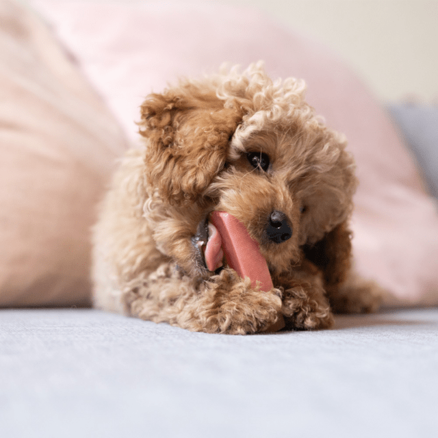 Tyggeben af yakost med jordbær – lang tyggetid til hunde (30–35 g, størrelse S)