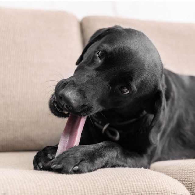 Tyggeben af yakost med blåbær – lang tyggetid til hunde (140–160 g, størrelse XL)