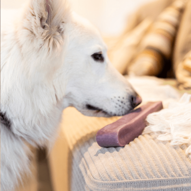Tyggeben af yakost med blåbær – lang tyggetid til hunde (230–260 g, størrelse GIGANT)