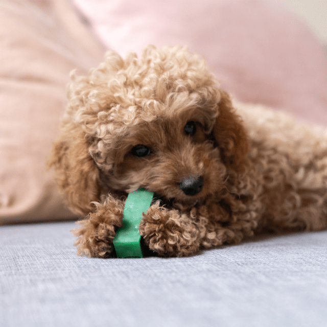Tyggeben af yakost med mint – lang tyggetid til hunde (30–35 g, størrelse S)