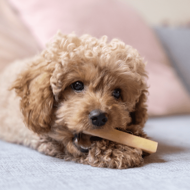 Yaki Peanutbutter M 70–75 g vegetarisk tyggeben med peanut til hund